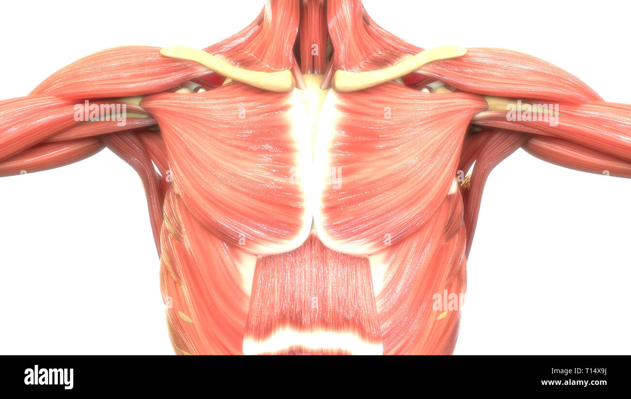 Anatomie des muscles du corps humain Banque D'Images