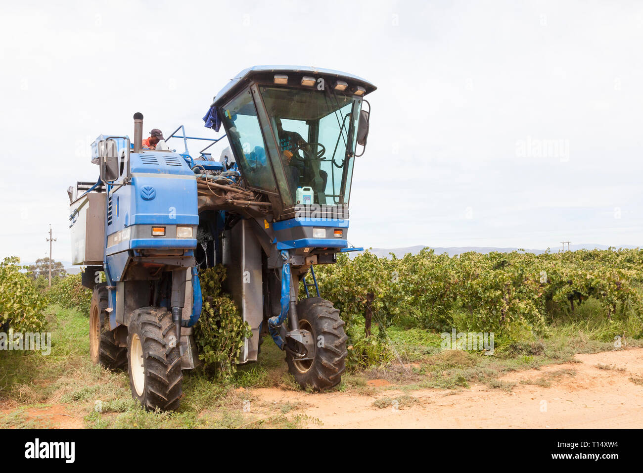 Syrah vendanges, Robertson, Robertson Wine Valley, Western Cape, Afrique du Sud, New Holland Braud SB58 Vendangeuse illustré vignes vibrant Banque D'Images Syrah vendanges, Robertson, Robertson Wine Valley, Western Cape, Afrique du Sud, New Holland Braud SB58 Vendangeuse illustré vignes vibrant Banque D'Images