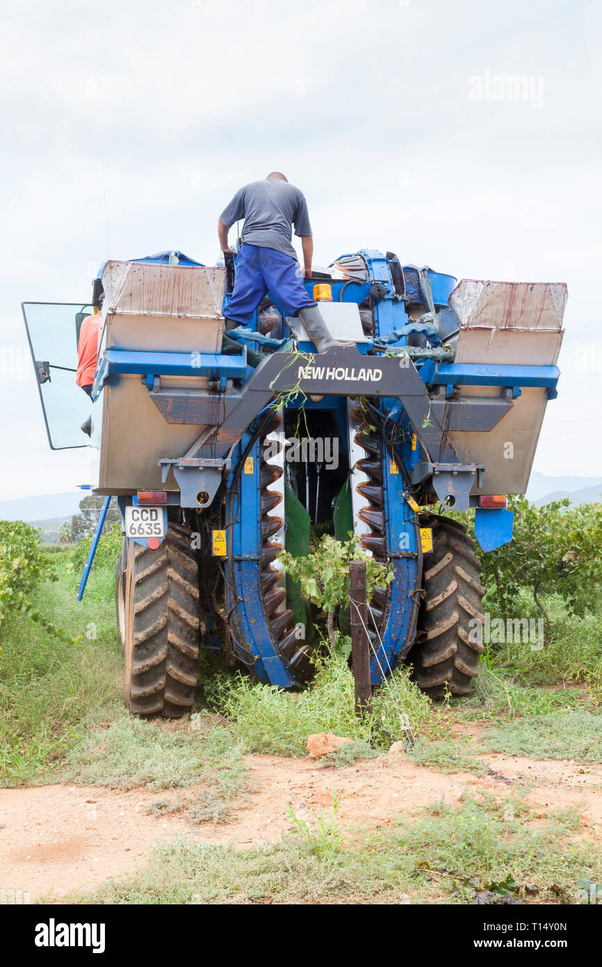 Syrah vendanges, Robertson, Robertson Wine Valley, Western Cape, Afrique du Sud, New Holland Braud SB58 Vendangeuse, mécanisme vibrant autour de Banque D'Images