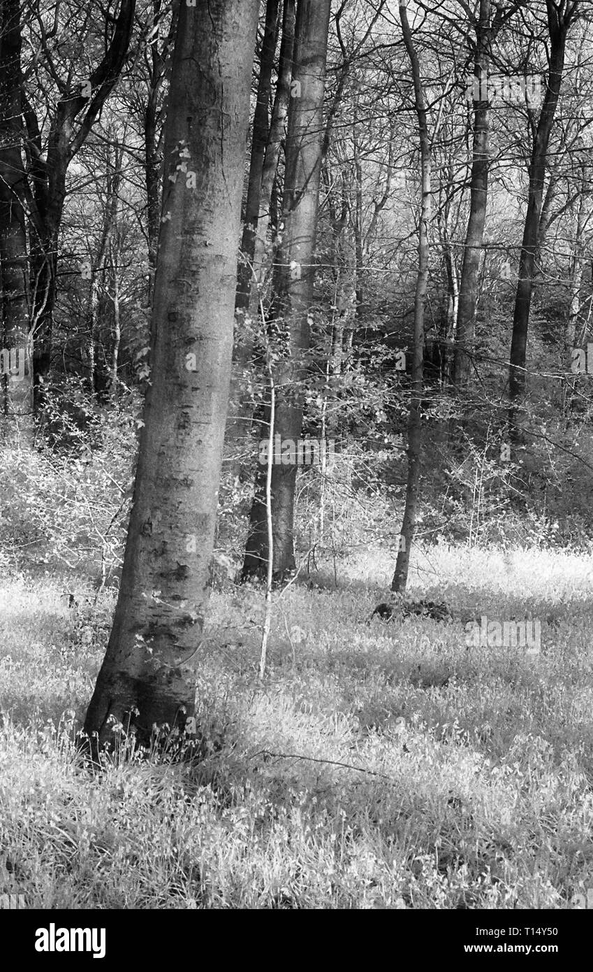 Un "souffle" de bluebells à West à pied, forêt de Bere, Hampshire, Royaume-Uni, sur le noir et blanc l'infrarouge, filmstock avec sa structure de grain proéminent, à contraste élevé et lumineux brillant feuillage. Banque D'Images