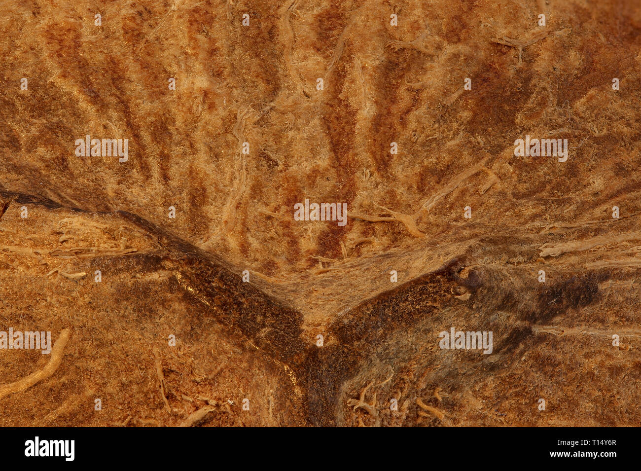 Arrière-plan de coco close up, concept alimentation saine et la nutrition faible en gras Banque D'Images