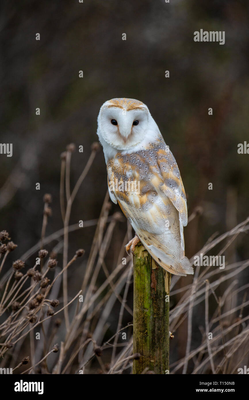L'Effraie des clochers (Tyto alba) complètement dans l'habitat naturel, Royaume-Uni Banque D'Images
