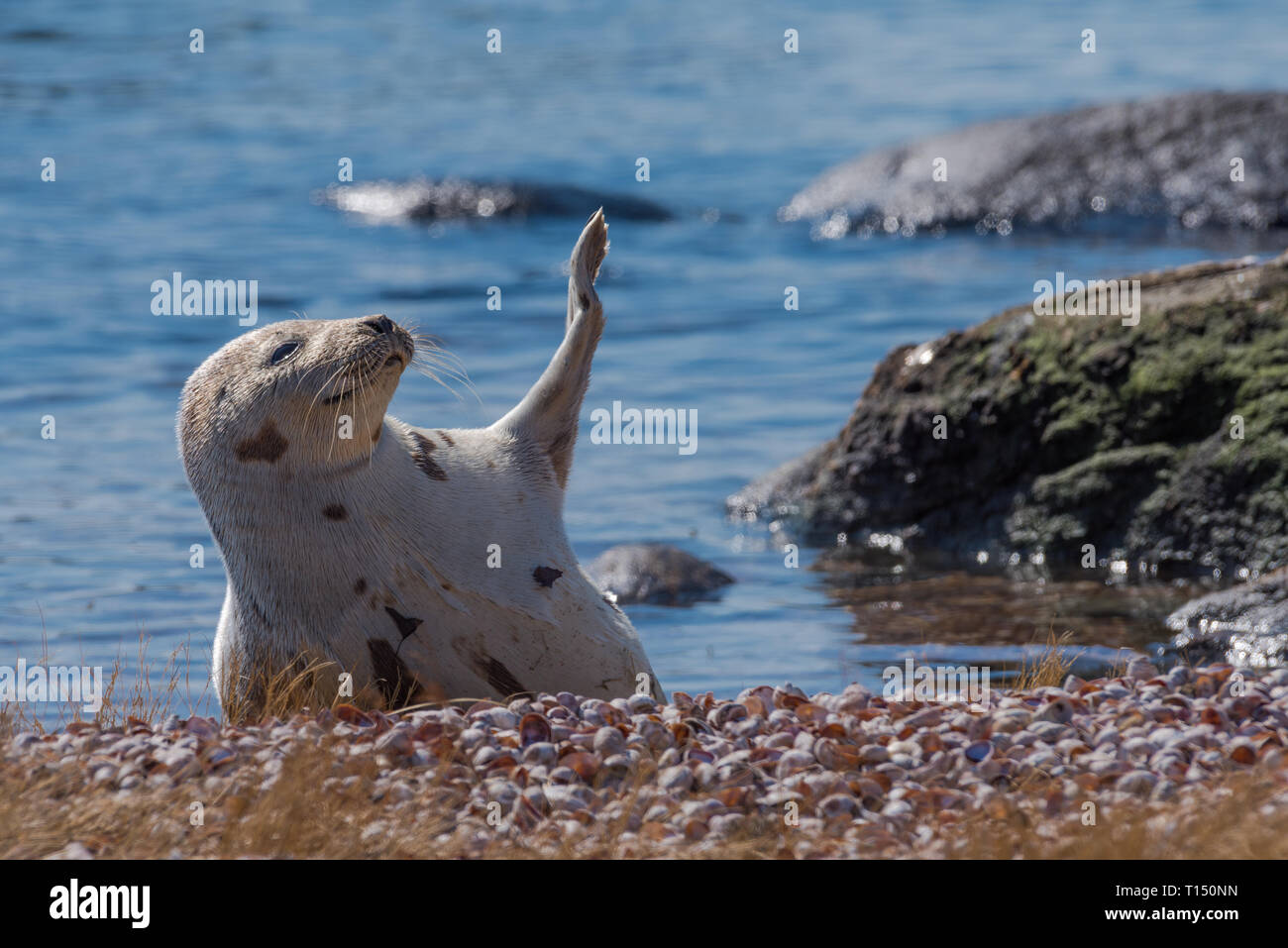 Repos sur la plage de phoques du Groenland en agitant flipper pour réchauffer lui-même en hiver Banque D'Images