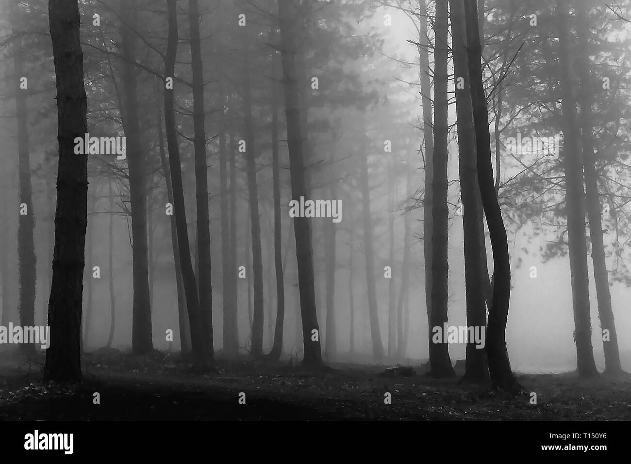 A Foggy Dawn dans Bere Forêt, Hampshire, England, UK. Version noir et blanc Banque D'Images