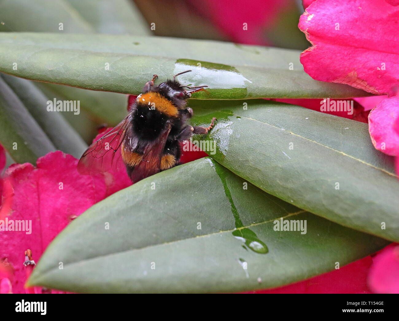 Bumble Bee Banque D'Images