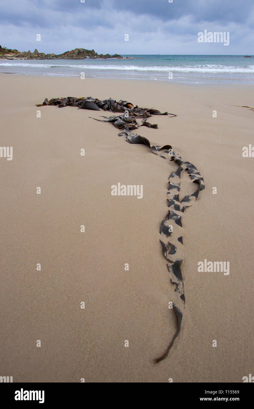 Les Algues Brunes Ou Varech échoué Sur Une Plage De Tasmanie
