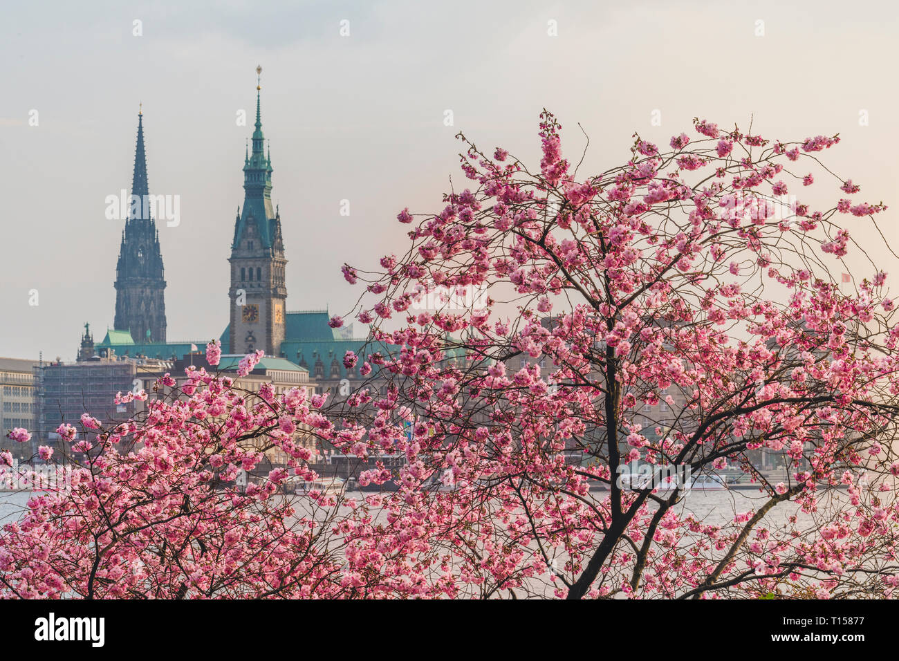 Allemagne, Hambourg, Allemagne, Hambourg, blossoming cherry tree, Binnenalster à tours de l'hôtel de ville et l''Église Saint-Nicolas Banque D'Images