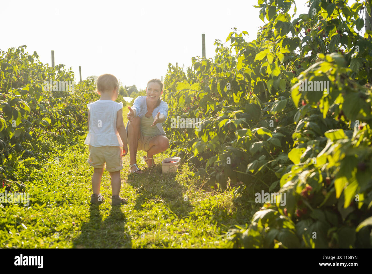 Mère et fille cueillir des baies en été Banque D'Images