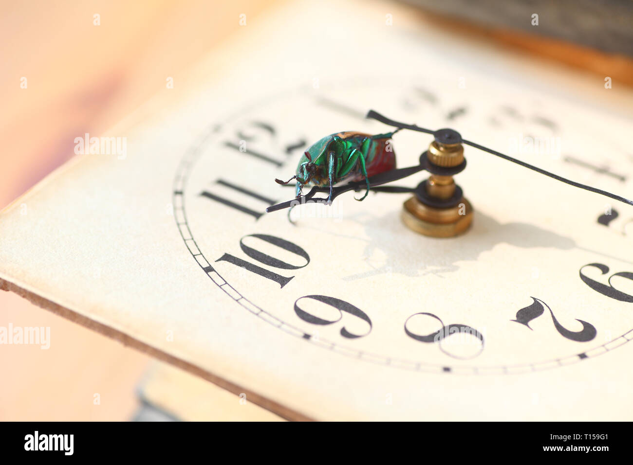 Insecte vert sur l'aiguille des heures d'une horloge vintage Banque D'Images