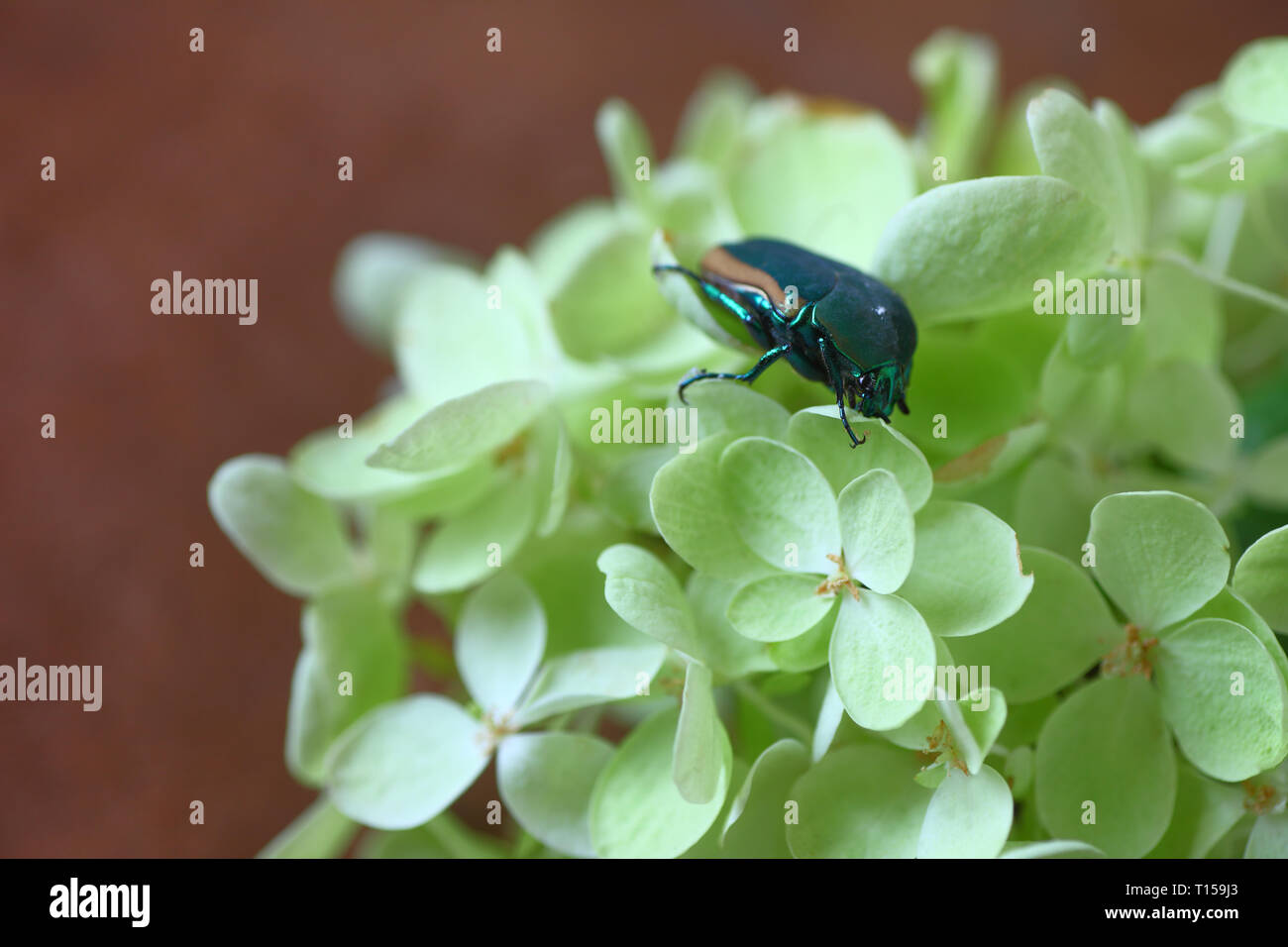 Un insecte de couleur sombre sur fleurs vert pâle Banque D'Images