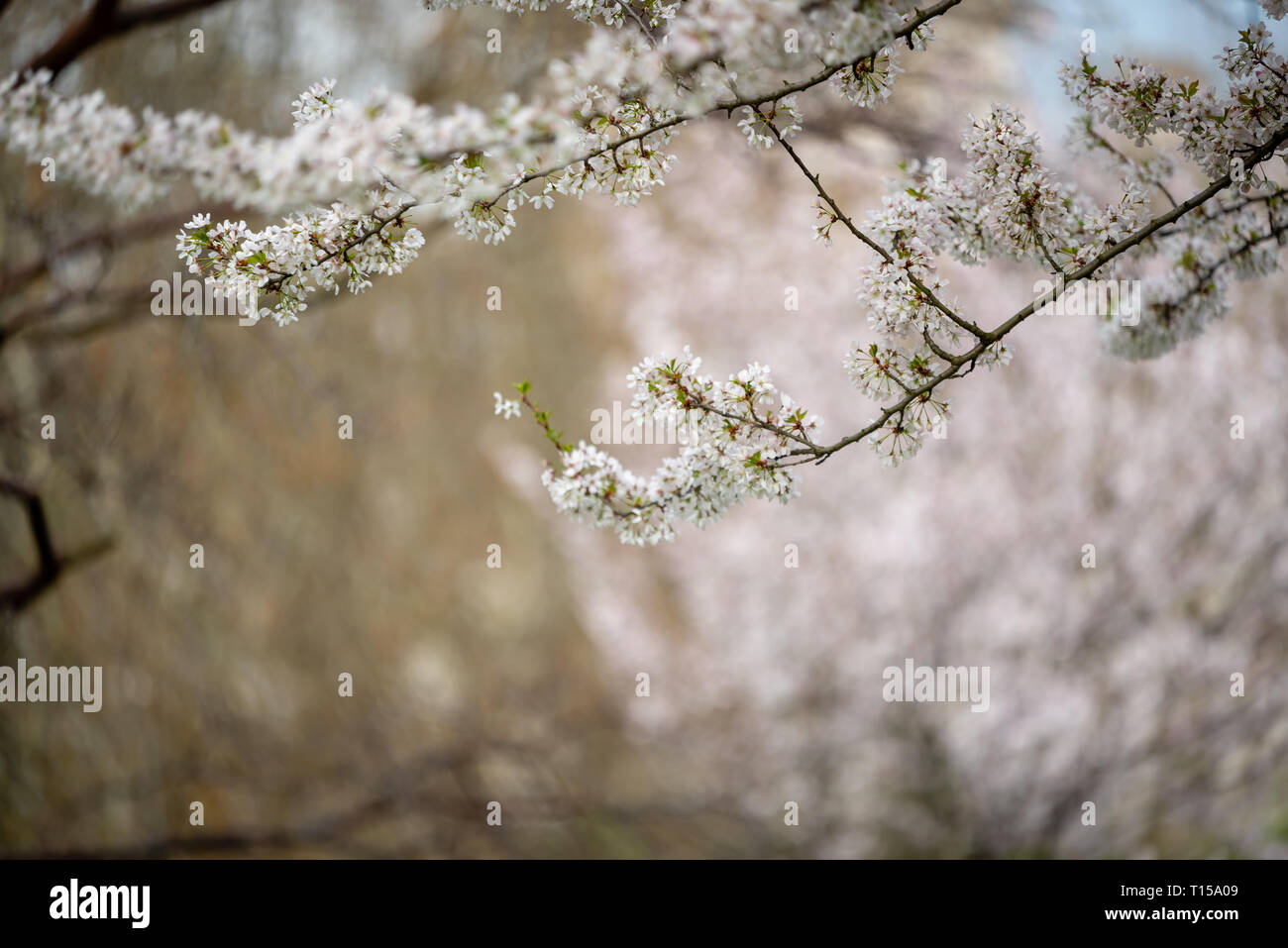 Les fleurs de cerisier fleurissent à Londres Banque D'Images