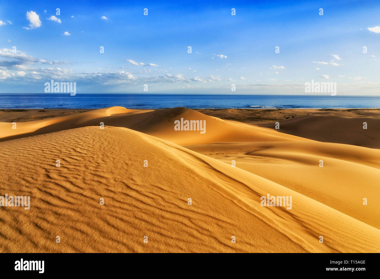 Dunes de sable vierge jaune sous l'érosion éolienne sur Stockton Beach de Pacific Coast en Australie face à mer ouverte sous ciel bleu. Banque D'Images