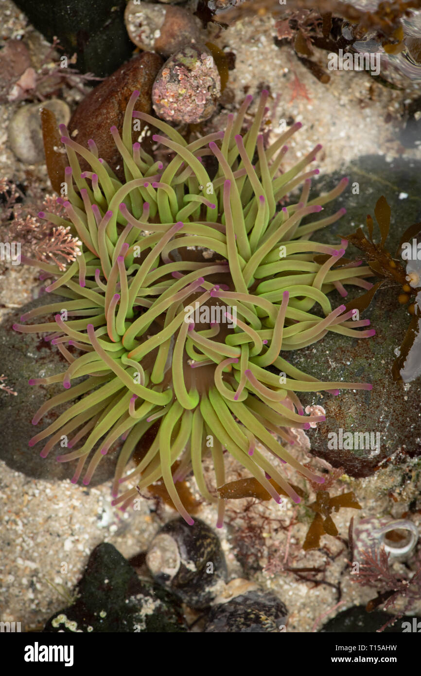 L'Anémone Anemonia viridis, Snakelocks. Il y a une couleur intense provient d'algues symbiotiques zooxanthelle qui ont besoin de lumière pour s'épanouir. Banque D'Images