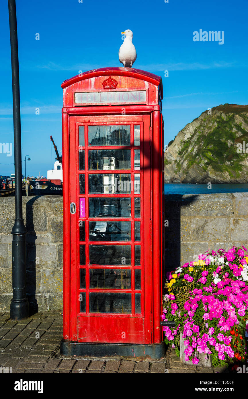 Royaume-uni, Angleterre, Devon, Ilfracombe, Seagull assis sur une cabine téléphonique britannique Banque D'Images