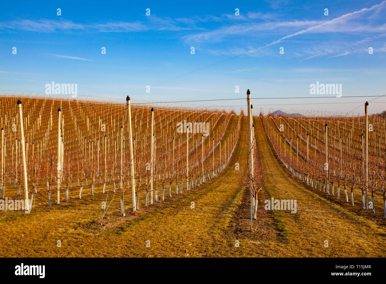 Des rangées de pommiers au printemps. Les arbres fruitiers sur ciel bleu. Apple orchard Park par aube lumière précoce avec les premiers rayons du soleil. Banque D'Images