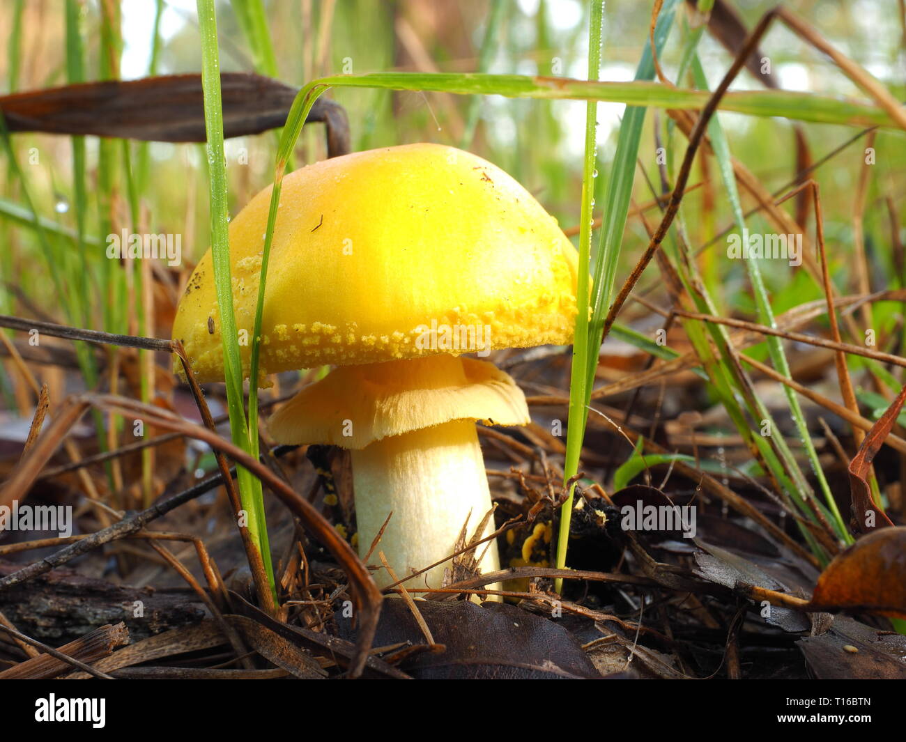 Champignon jaune vif ou toadstool poussant sur le sol de la forêt en Australie. Les champignons des forêts de l'Australie. Banque D'Images