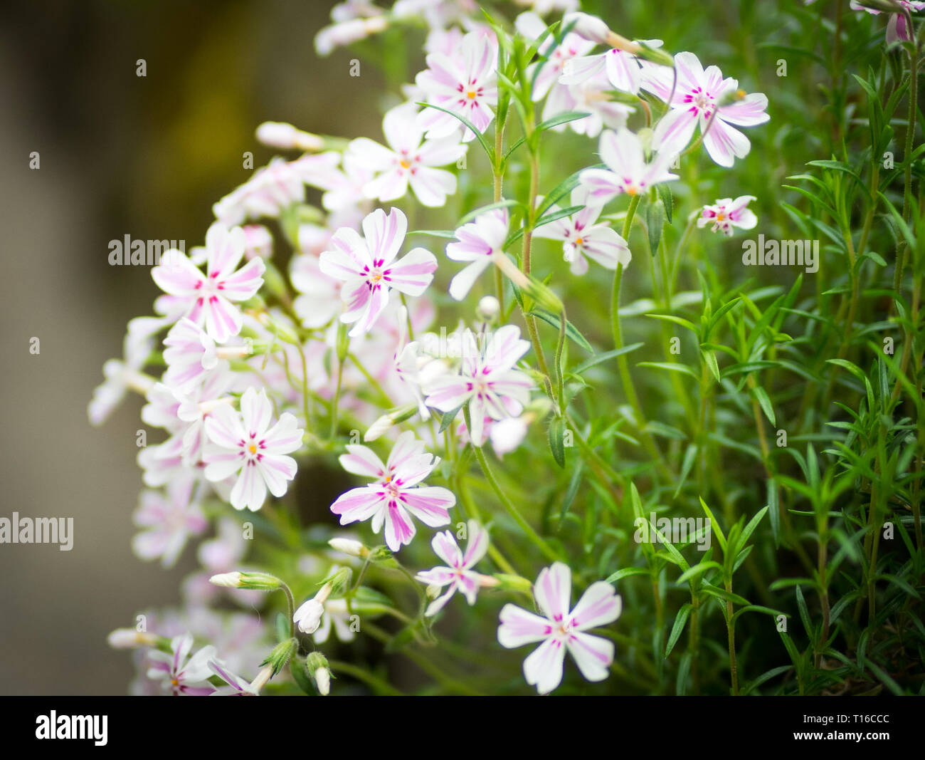 Phlox subulata 'Candy Stripe' (Creeping Phlox). Banque D'Images