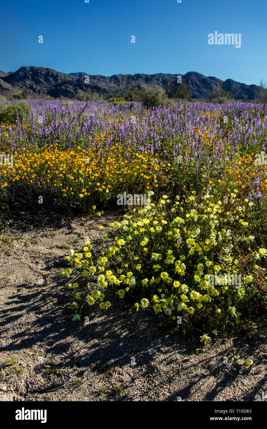 Tôt le matin, la lumière sur les coquelicots (Eschscholxia CALIFORNINA californica) & ARIZONA ((Lupin Lupinus arizonicus) au pied de la montagnes COXCOMB - JO Banque D'Images