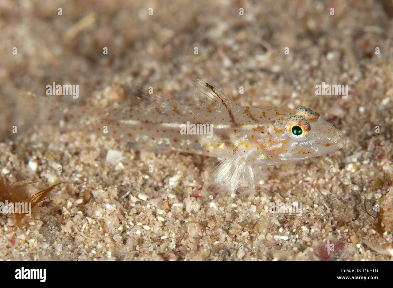 Néophyte Goby, Coryphopterus neophytus, sur le sable, site de plongée de Boo point, île de Boo, Raja Ampat, Papouasie occidentale, Indonésie Banque D'Images