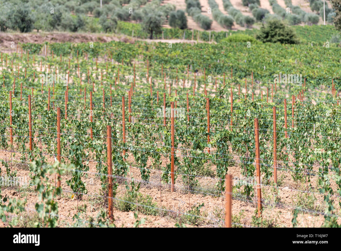 Val D'Orcia dans la campagne toscane, italie avec paysage agricole des sols bruns winery vineyard Grape Vine rows dans un cadre idyllique village pittoresque dry Banque D'Images