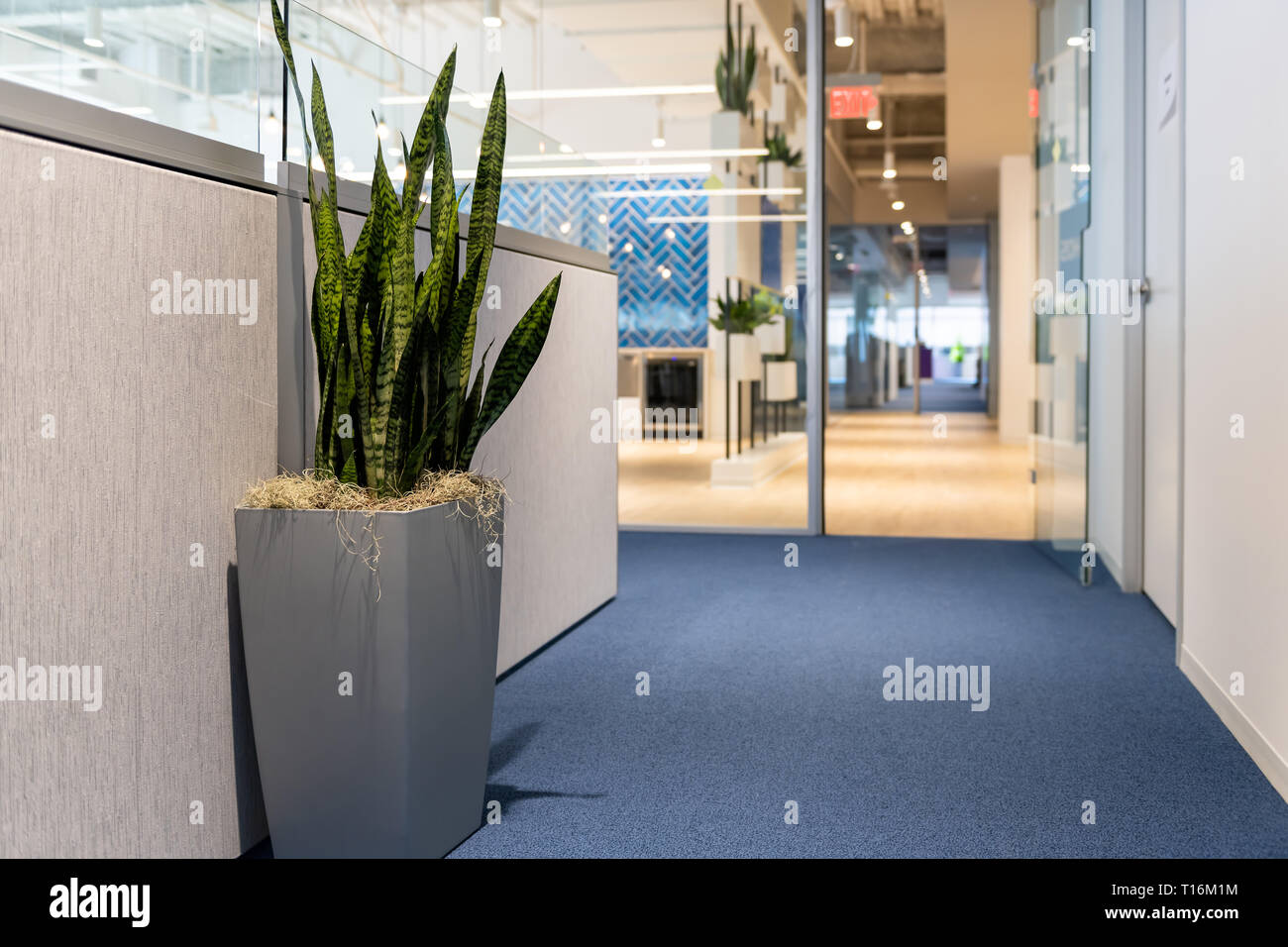 Plante en pot vert en grand vase en forme de cabines de bureau minimaliste de l'intérieur de l'entreprise de bâtiment et personne ne l'espace vide avec du panneau de sortie co Banque D'Images