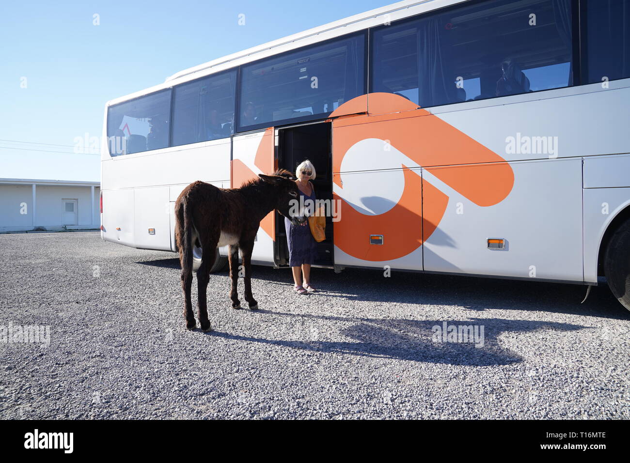 Chypre l'âne est l'âne race de l'île Méditerranéenne de Chypre. Ces dernières sont devenues semi-sauvages à la suite de l'invasion turque en 1974. Banque D'Images