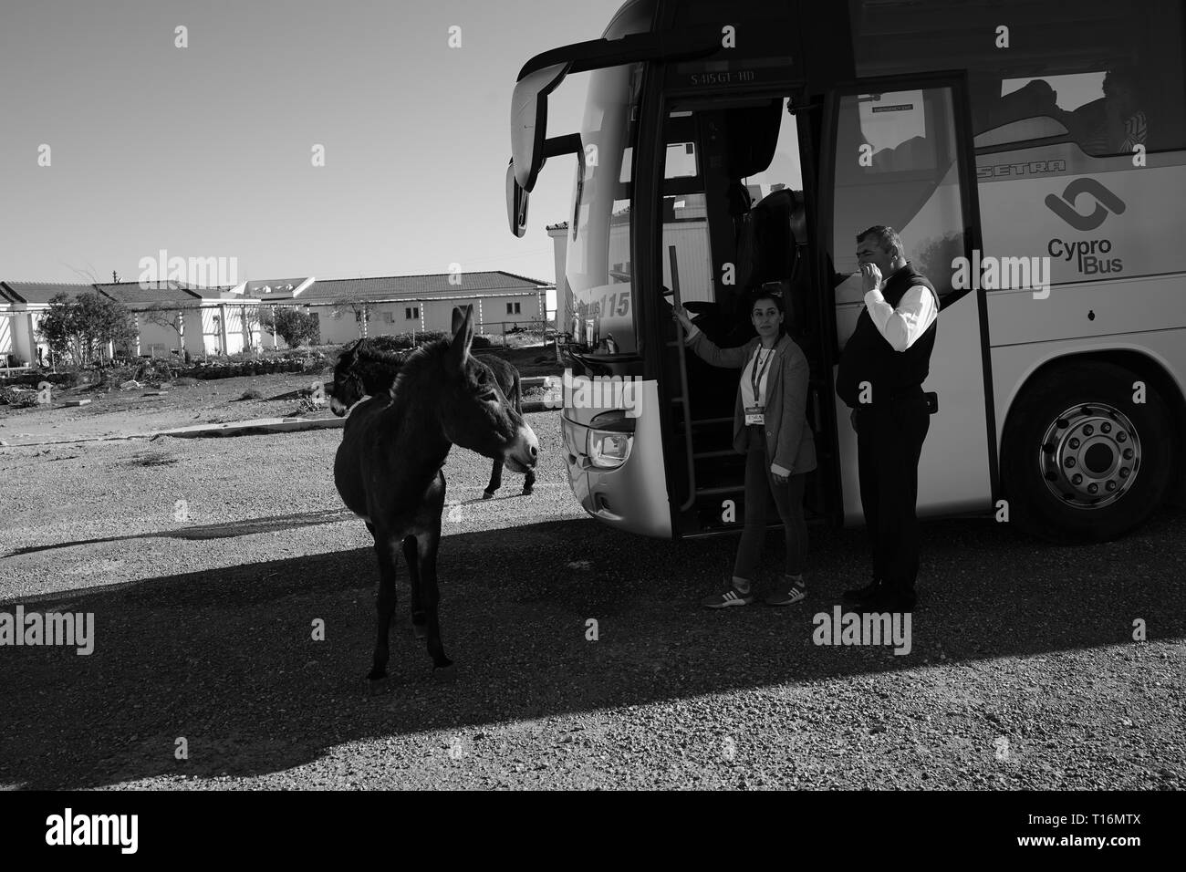 Chypre l'âne est l'âne race de l'île Méditerranéenne de Chypre. Ces dernières sont devenues semi-sauvages à la suite de l'invasion turque en 1974. Banque D'Images