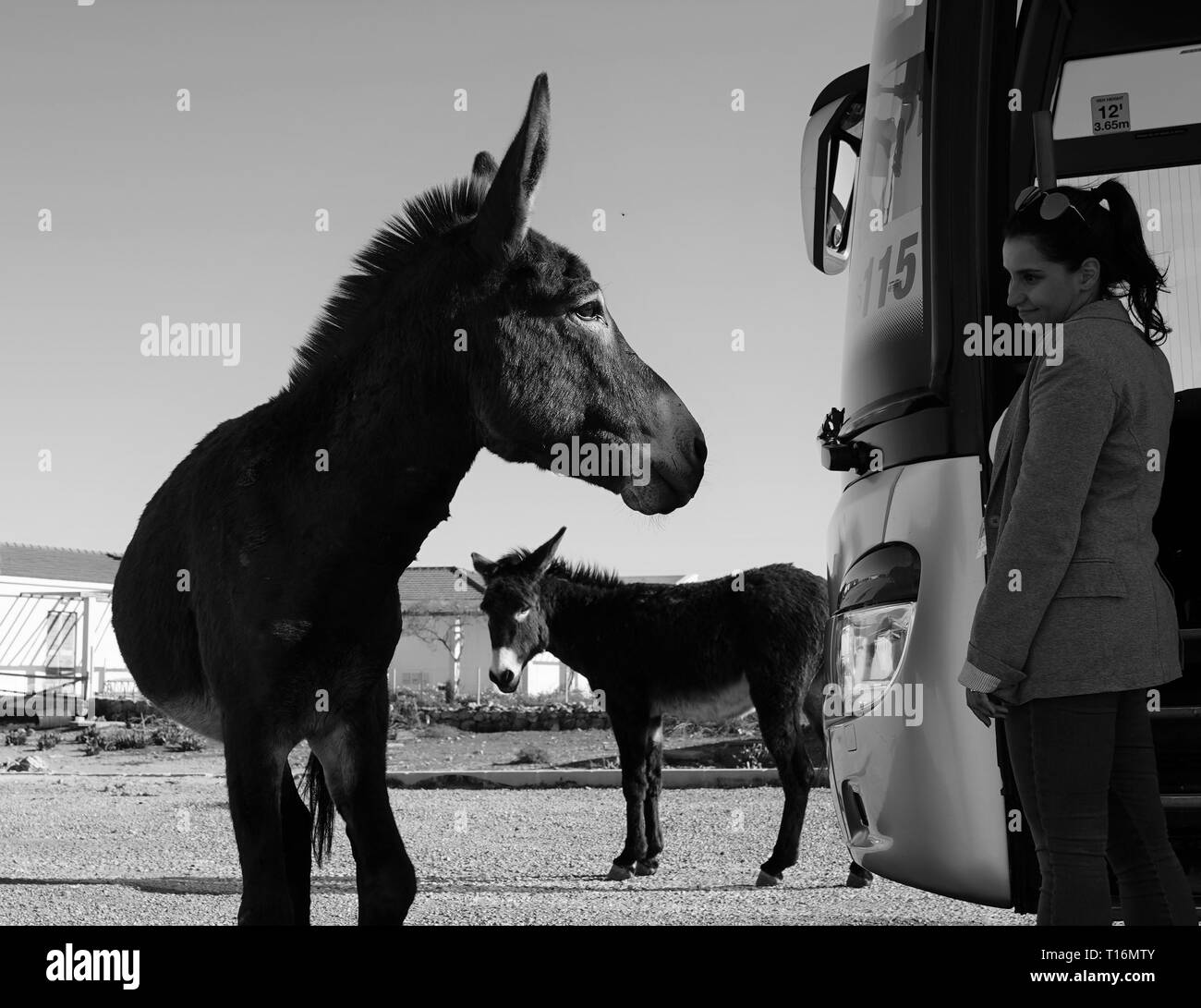 Chypre l'âne est l'âne race de l'île Méditerranéenne de Chypre. Ces dernières sont devenues semi-sauvages à la suite de l'invasion turque en 1974. Banque D'Images