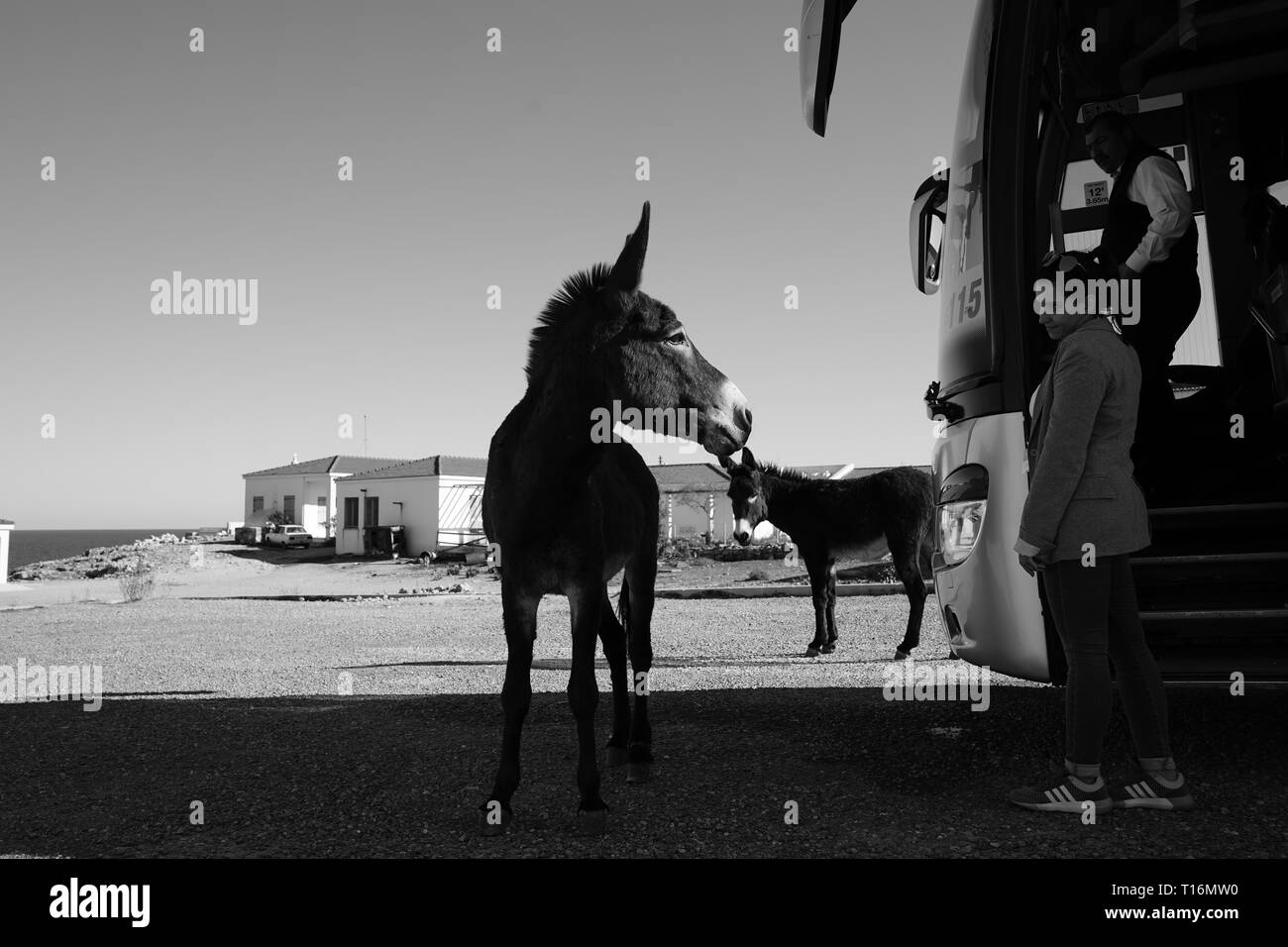Chypre l'âne est l'âne race de l'île Méditerranéenne de Chypre. Ces dernières sont devenues semi-sauvages à la suite de l'invasion turque en 1974. Banque D'Images