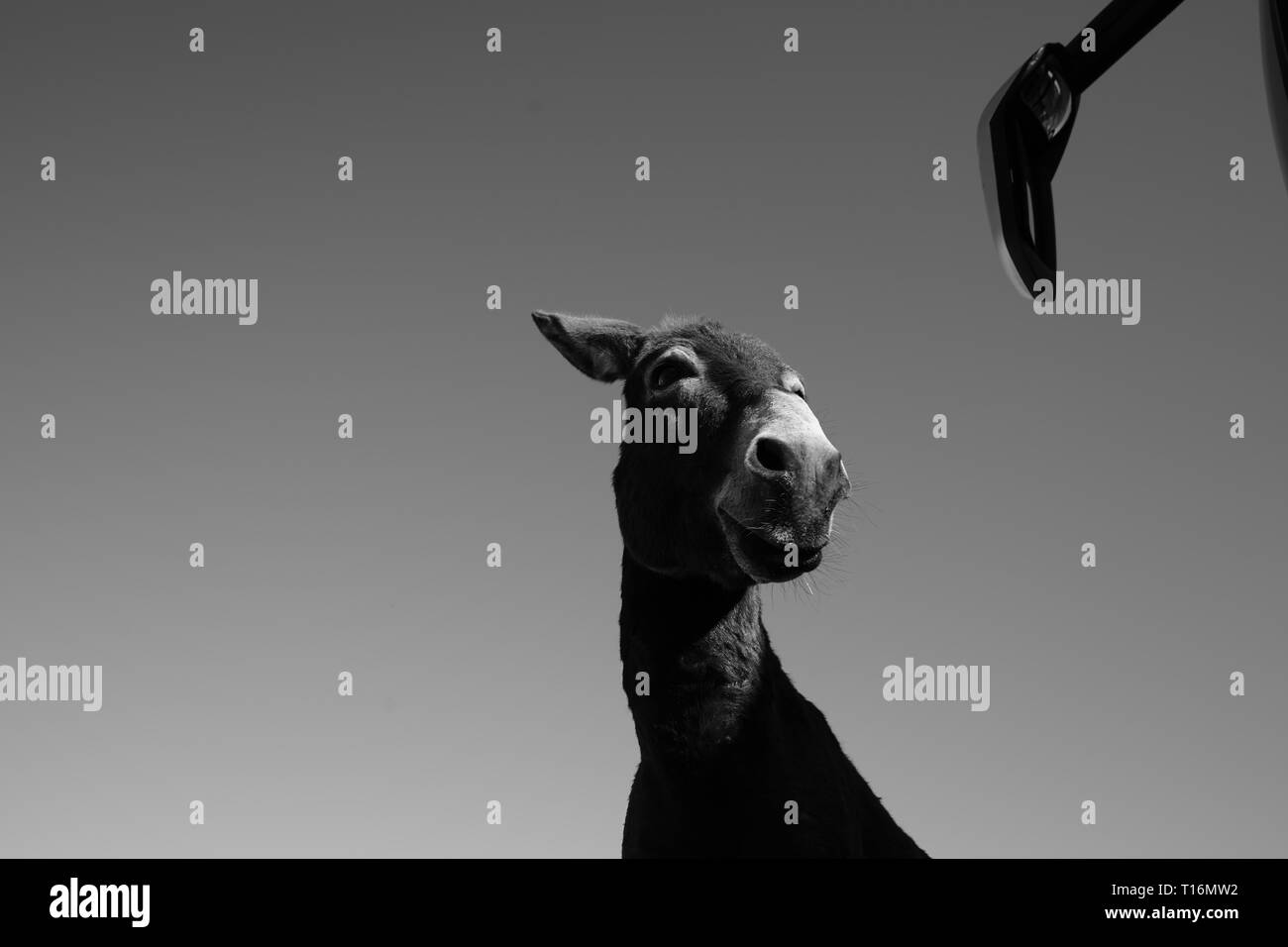 Chypre l'âne est l'âne race de l'île Méditerranéenne de Chypre. Ces dernières sont devenues semi-sauvages à la suite de l'invasion turque en 1974. Banque D'Images