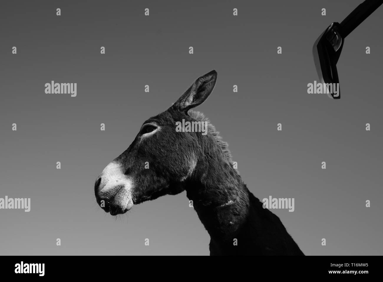 Chypre l'âne est l'âne race de l'île Méditerranéenne de Chypre. Ces dernières sont devenues semi-sauvages à la suite de l'invasion turque en 1974. Banque D'Images