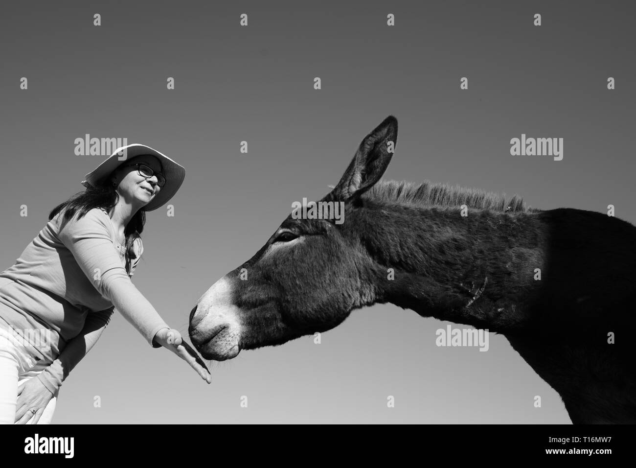 Chypre l'âne est l'âne race de l'île Méditerranéenne de Chypre. Ces dernières sont devenues semi-sauvages à la suite de l'invasion turque en 1974. Banque D'Images