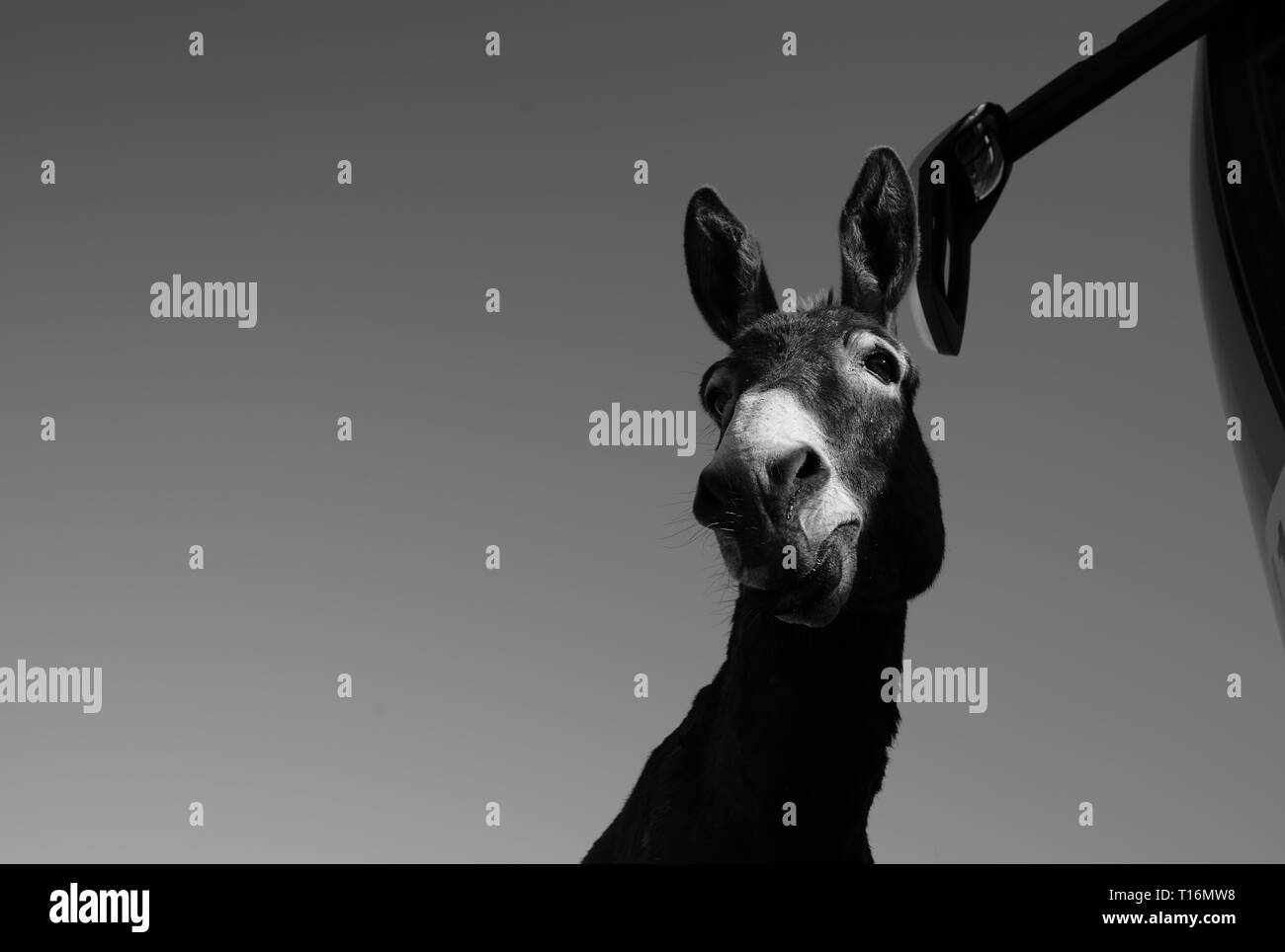 Chypre l'âne est l'âne race de l'île Méditerranéenne de Chypre. Ces dernières sont devenues semi-sauvages à la suite de l'invasion turque en 1974. Banque D'Images