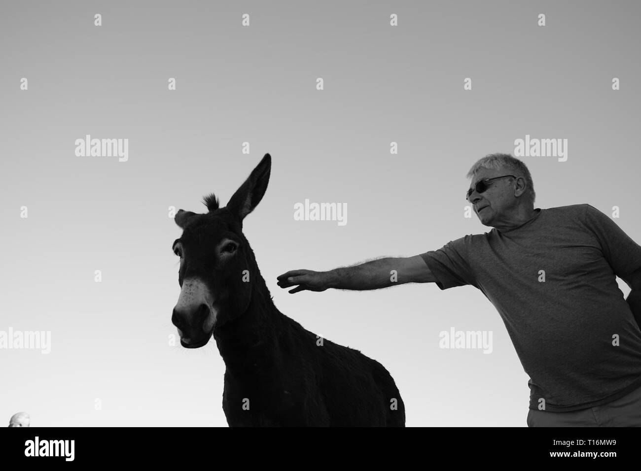 Chypre l'âne est l'âne race de l'île Méditerranéenne de Chypre. Ces dernières sont devenues semi-sauvages à la suite de l'invasion turque en 1974. Banque D'Images