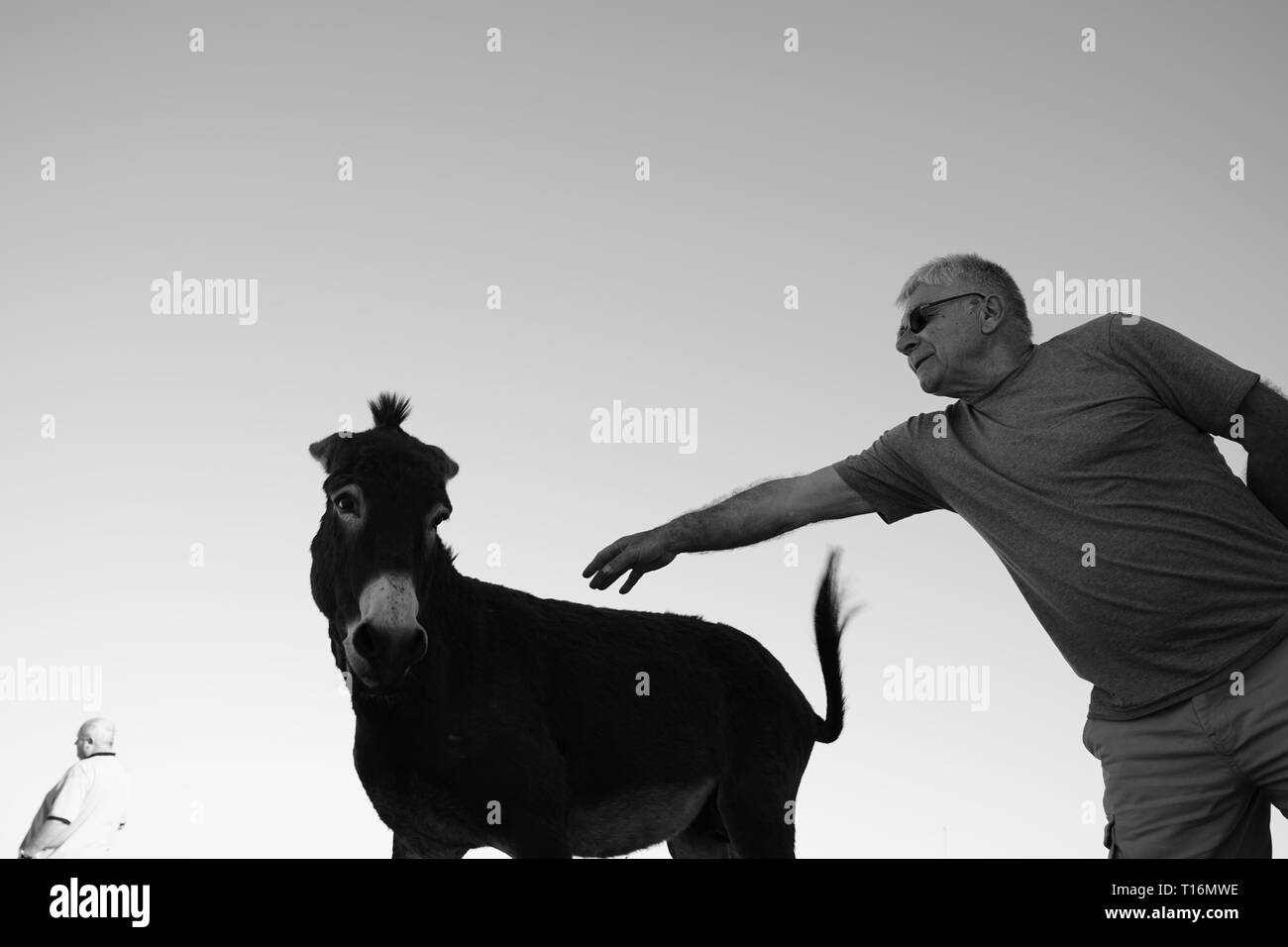 Chypre l'âne est l'âne race de l'île Méditerranéenne de Chypre. Ces dernières sont devenues semi-sauvages à la suite de l'invasion turque en 1974. Banque D'Images