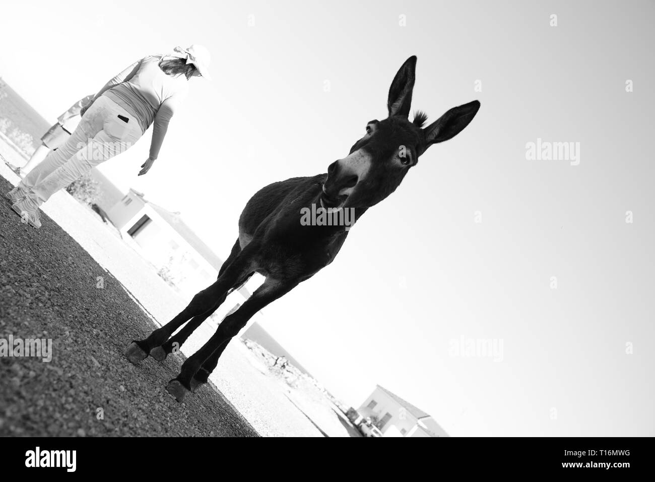 Chypre l'âne est l'âne race de l'île Méditerranéenne de Chypre. Ces dernières sont devenues semi-sauvages à la suite de l'invasion turque en 1974. Banque D'Images