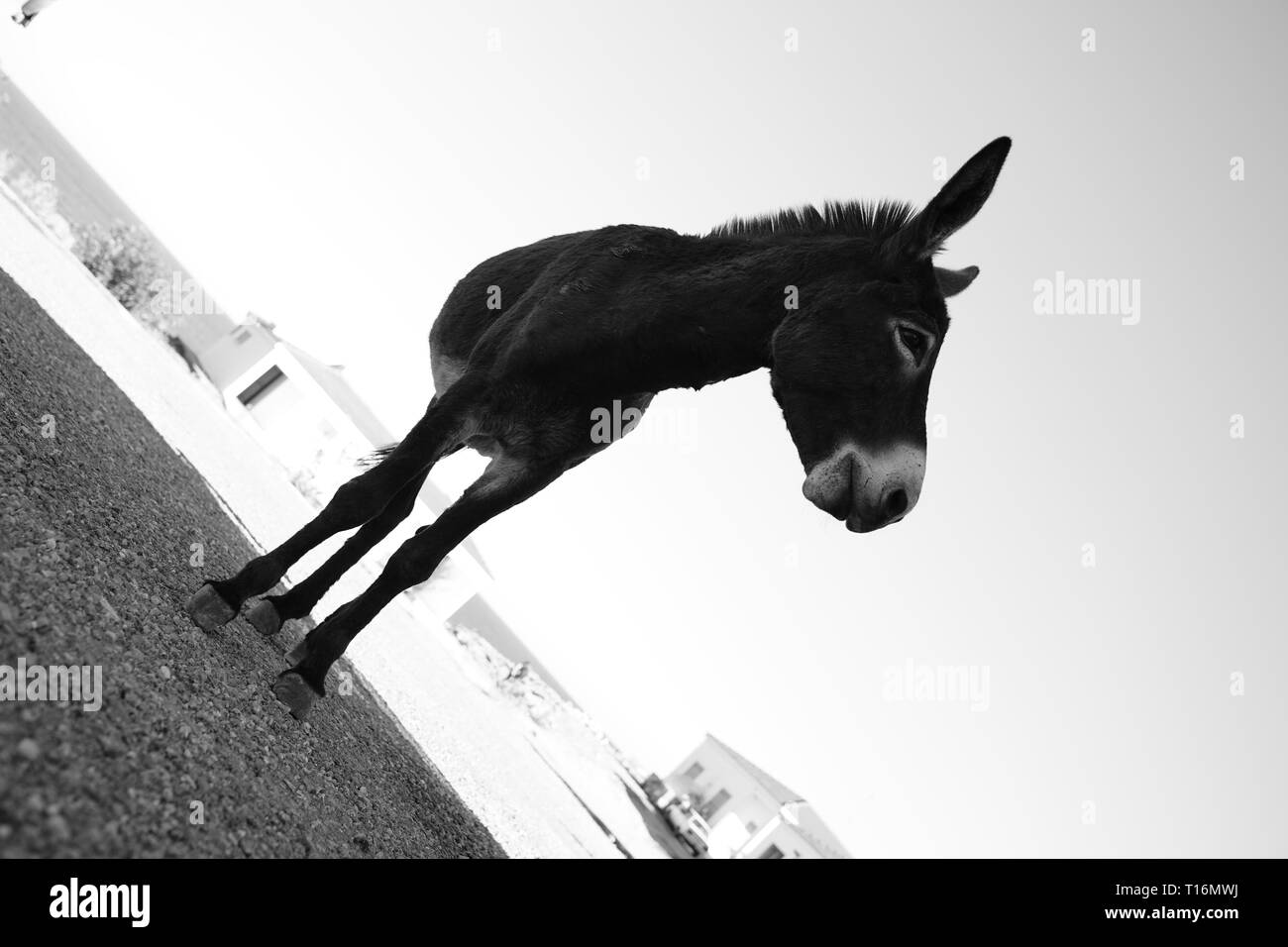 Chypre l'âne est l'âne race de l'île Méditerranéenne de Chypre. Ces dernières sont devenues semi-sauvages à la suite de l'invasion turque en 1974. Banque D'Images