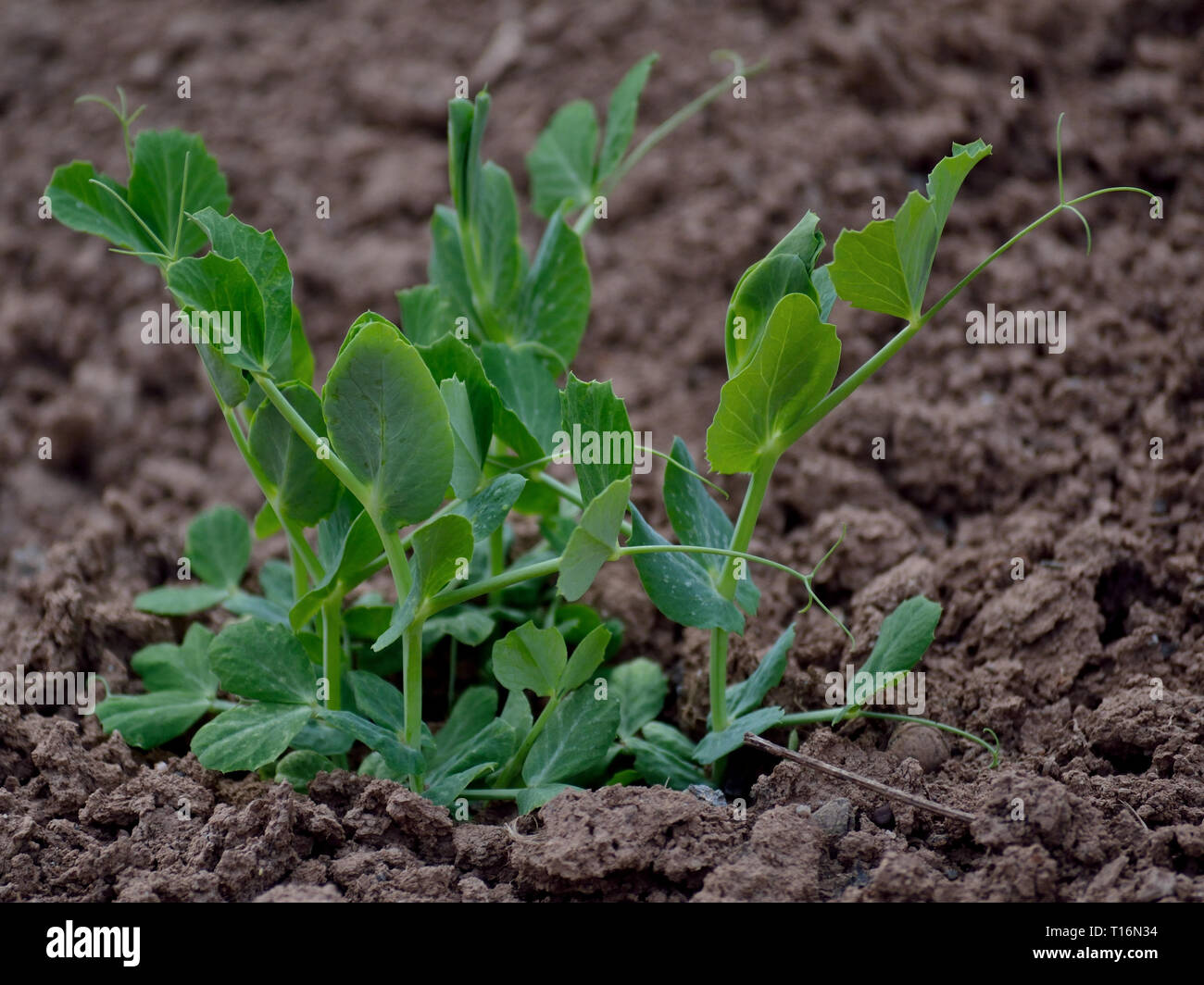Les jeunes plantes de pois au début du printemps Banque D'Images