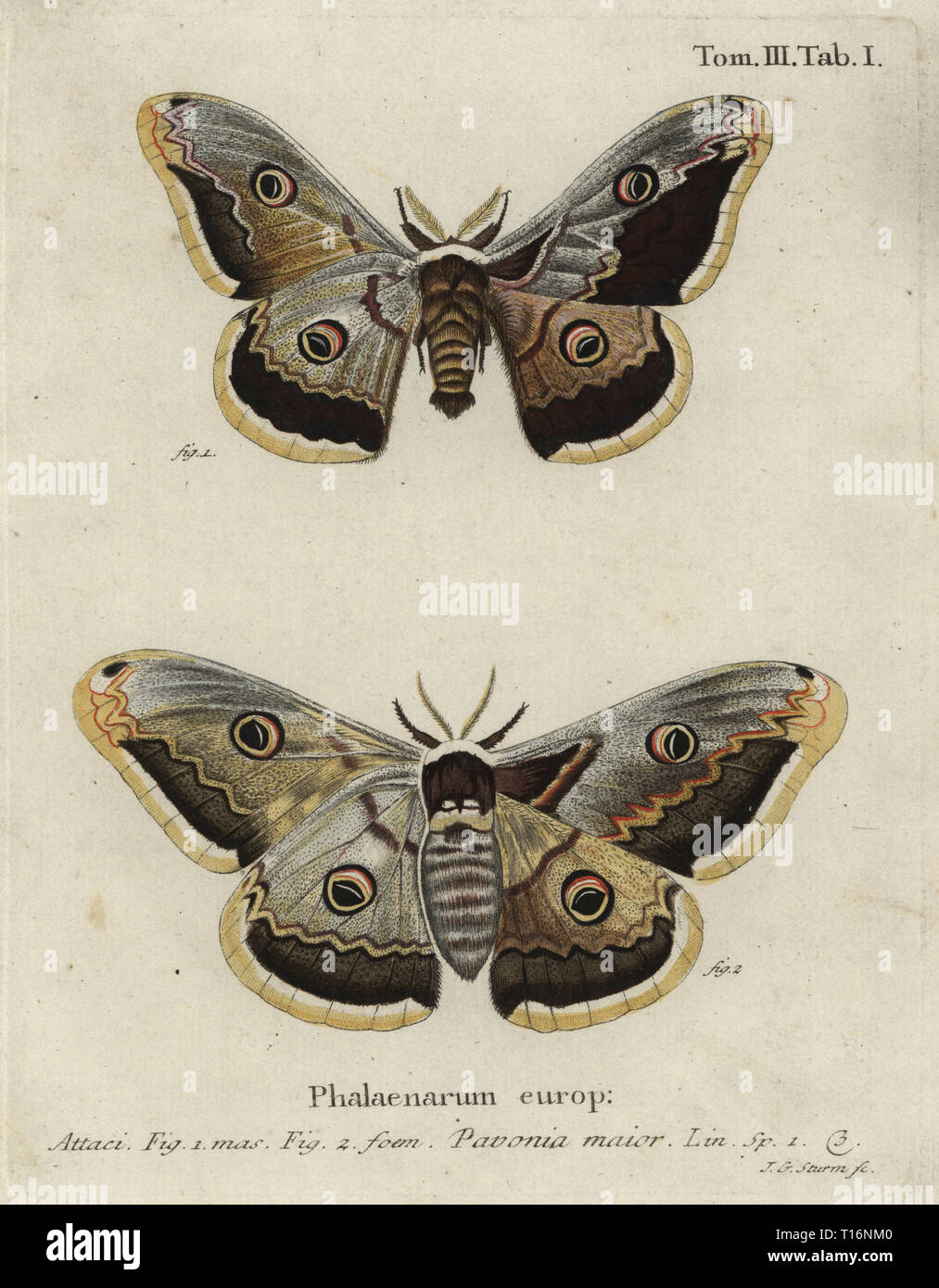 Papillon empereur, Saturnia pavonia, hommes et femmes. Pavonia major. La gravure sur cuivre coloriée par Johan Georg Sturm, de Eugenius Johann Christoph Esper's Die Schmetterlinge in Abbildungen nach der Natur, Erlangen, 1786. Banque D'Images