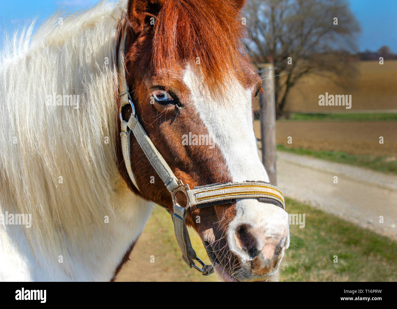 Cheval blanc yeux bleus Banque de photographies et d’images à haute résolution Alamy