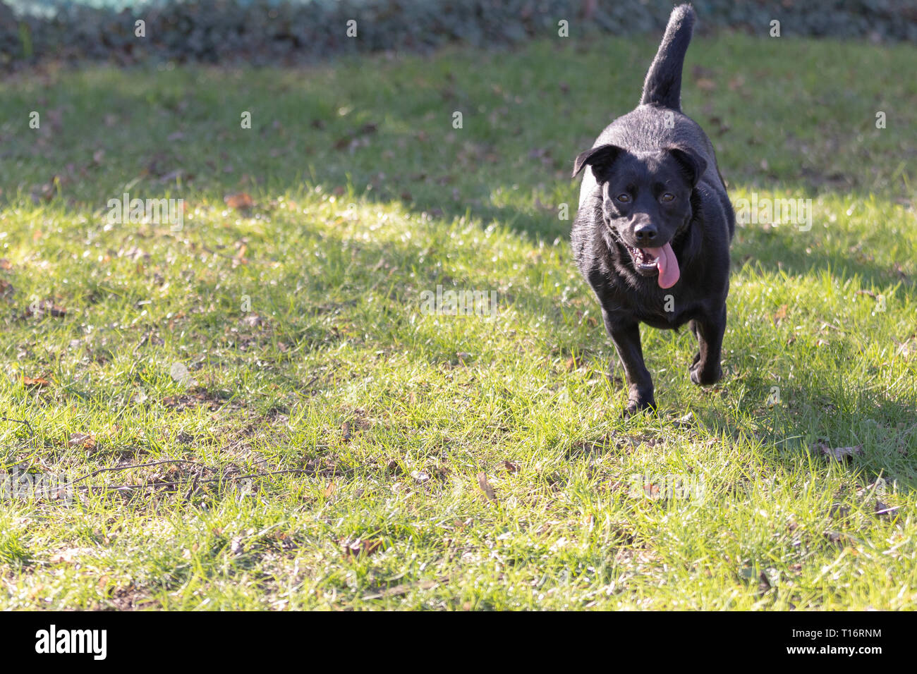 Un Petit Chien Noir à Lextérieur Dans Lherbe Verte Le