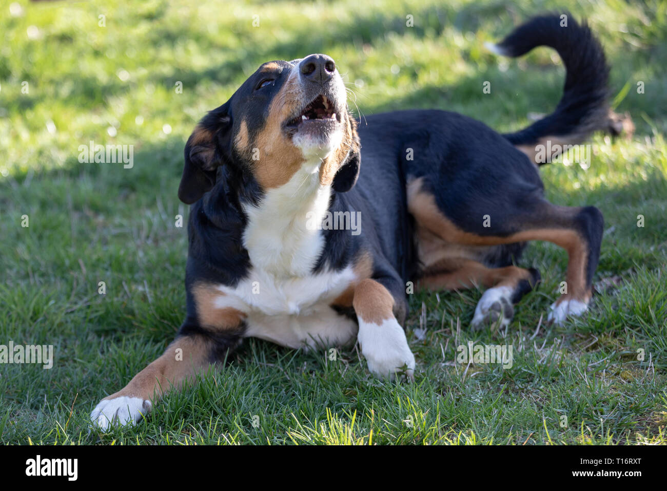 L'Appenzeller tricolor mountain dog Barking Outdoor Banque D'Images