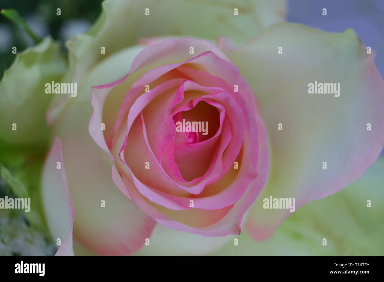 Belle close-up d'une seule fleur en fleur. Pétales de couleur champagne avec dégradé de couleur rose clair. Romantique, élégant et très décoratif. Banque D'Images