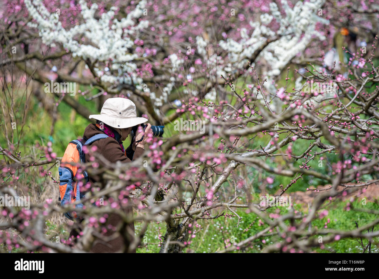 Chengdu, province du Sichuan, Chine - 20 mars 2019 : photographe chinois en prenant des photos des arbres fleurs de pêcher au printemps en LongQuanYi montagnes. Banque D'Images