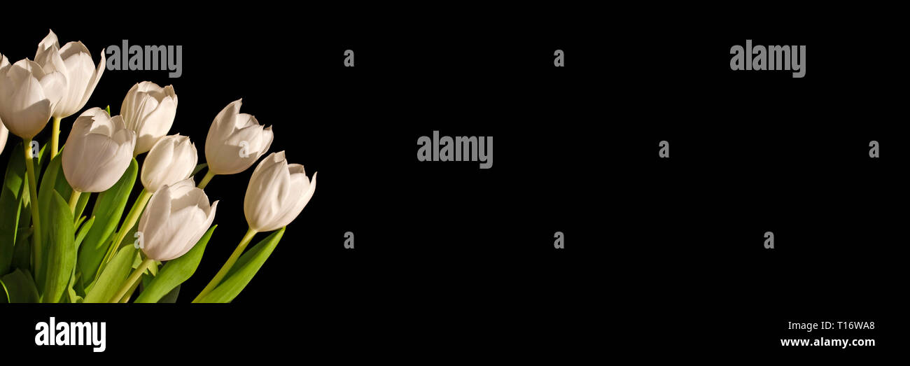 Bouquet de tulipes blanches isolé sur fond panoramique noir with copy space Banque D'Images