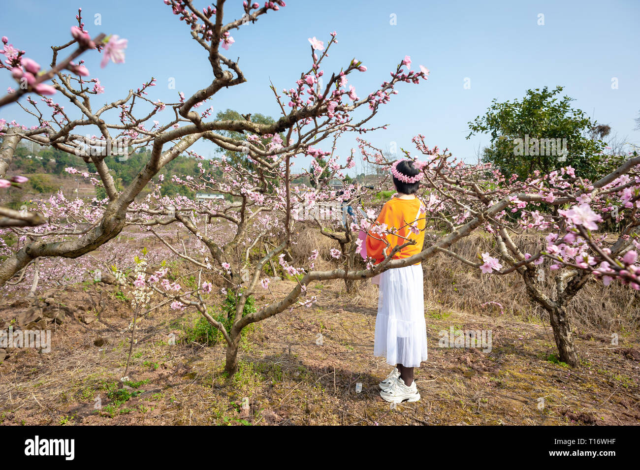 Chengdu, province du Sichuan, Chine - 20 mars 2019 : Chinese girl avec une couronne de fleurs profiter de pêchers en fleurs, arbres au printemps en LongQuanYi montagnes. Banque D'Images