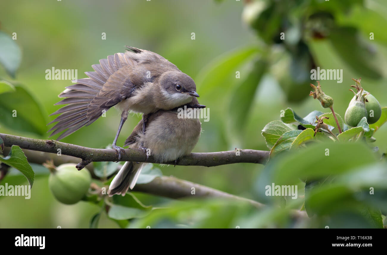 Whitethroats moindre frère et sœur dans la formation d'ailes Banque D'Images
