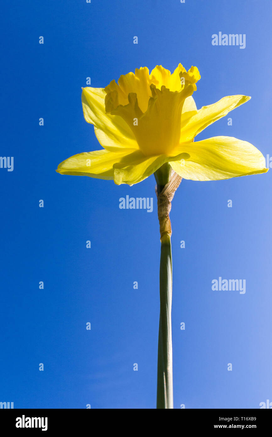 Jonquille ou Narcisse fleur en face d'un ciel bleu annonçant le printemps  avec une mariée couleur jaune., avec un low angle shot Photo Stock - Alamy