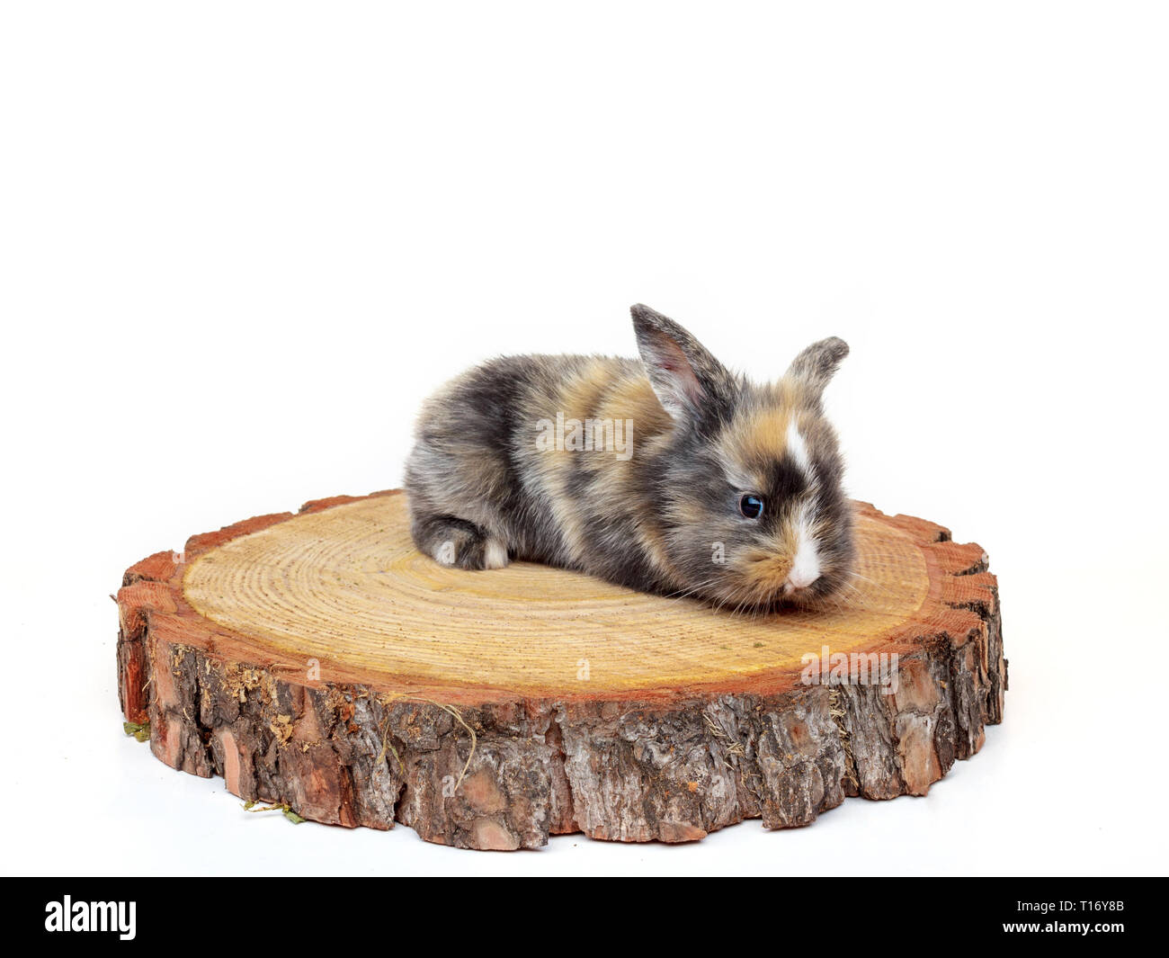 Mignon bébé lapin sur un trait de scie en bois pin Banque D'Images