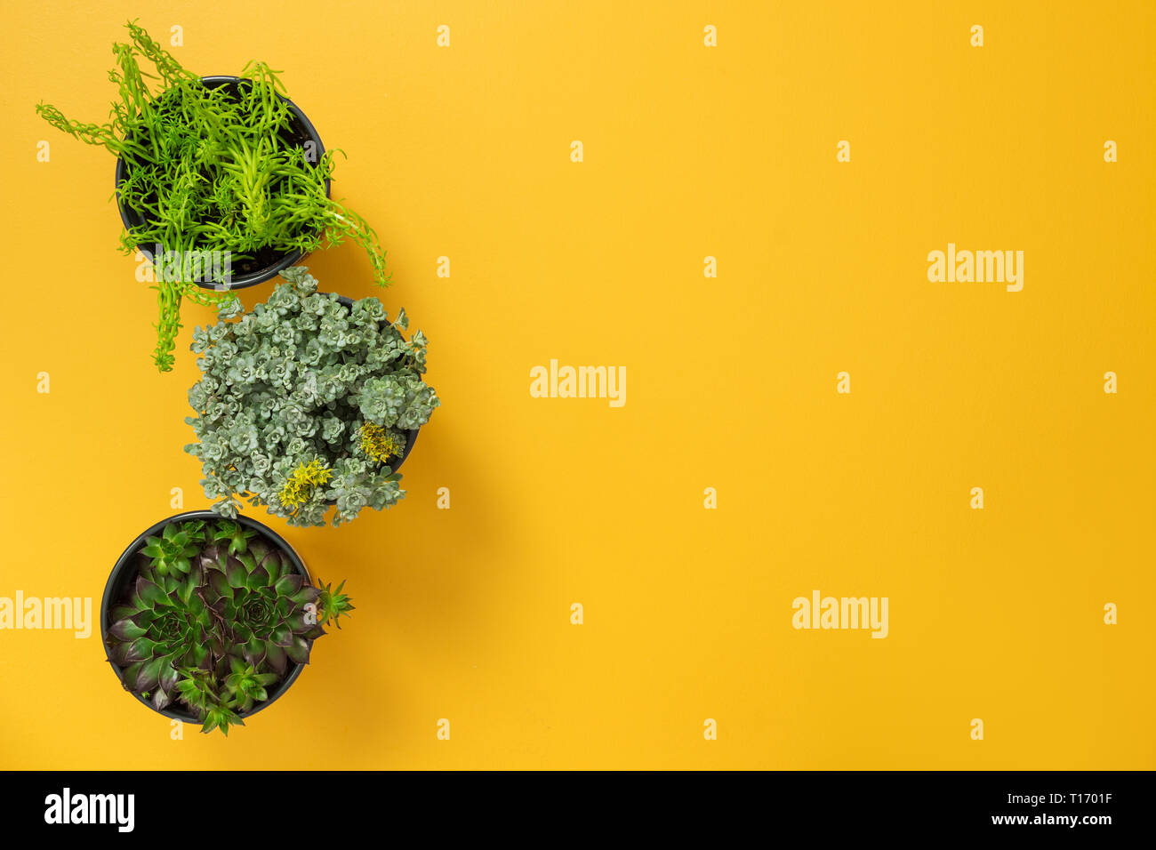 Trois plantes succulentes vert sur fond jaune, avec l'exemplaire de l'espace. Banque D'Images